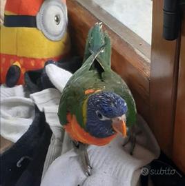 Lory arcobaleno