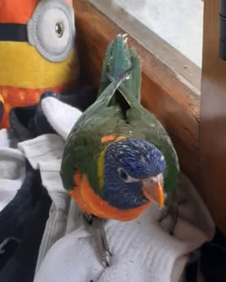 Lory arcobaleno