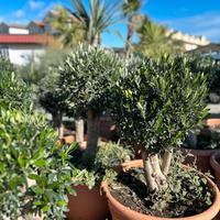 Ulivi bonsai pon pon fusto alto