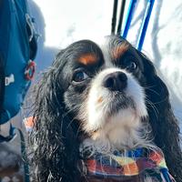 Monta per cavalier king spaniel