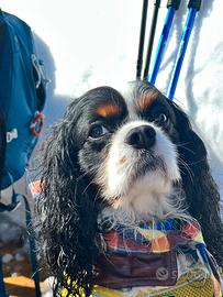 Monta per cavalier king spaniel