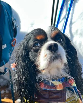 Monta per cavalier king spaniel