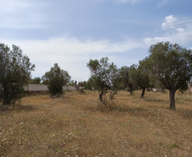 Terreno agricolo San Pietro in Lama