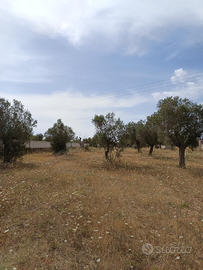 Terreno agricolo San Pietro in Lama