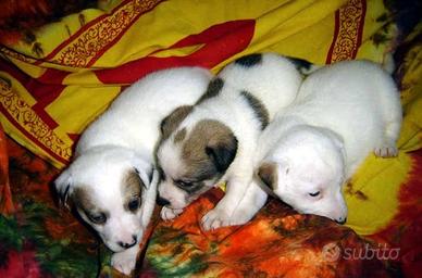 Jack Russell