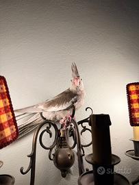 Coppia di calopsitte e canarini