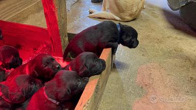 Cuccioli di Labrador Retriever neri