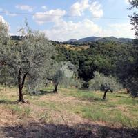 TER. AGRICOLO A SALISANO