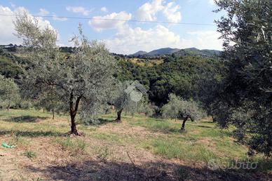 TER. AGRICOLO A SALISANO