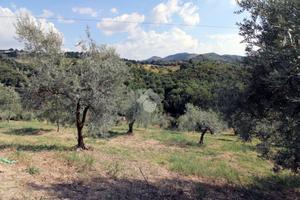 TER. AGRICOLO A SALISANO