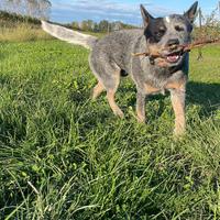 Australian Cattle Dog per MONTA