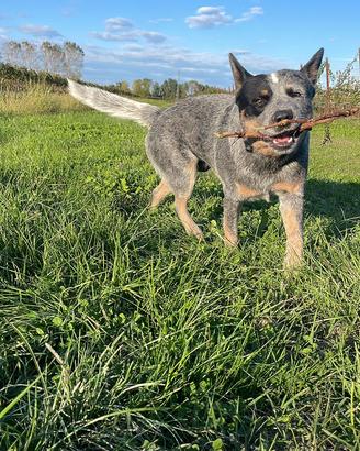 Australian Cattle Dog per MONTA