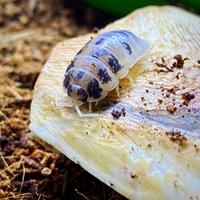 Isopodi Porcellio Laevis Dalmatian