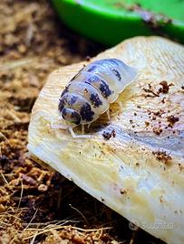 Isopodi Porcellio Laevis Dalmatian