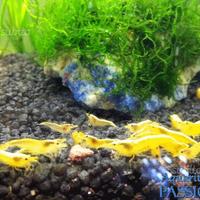 Neocaridina Davidi Yellow neon fire, caridine acq