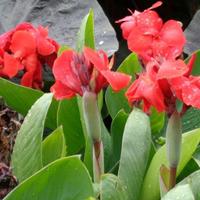 canna indica da fiore (rosso)
