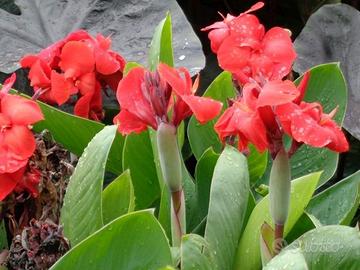 canna indica da fiore (rosso)