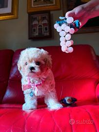 Cucciola Maltipoo Mini Toy