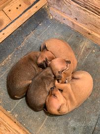 Cuccioli di Pinscher