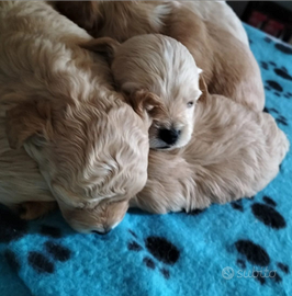 Maltipoo toy pagamento anche a rate