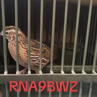 Quaglia maschio da canto