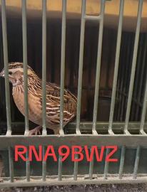 Quaglia maschio da canto