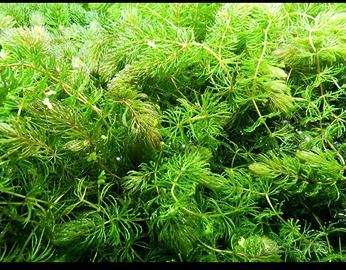 Pianta acquario Ceratophyllum Pesci acquario