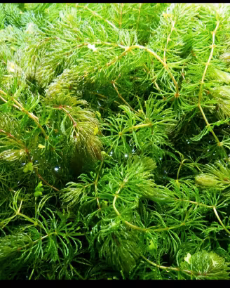 Pianta acquario Ceratophyllum Pesci acquario