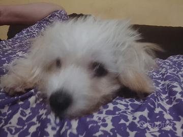 Cucciola di maltese