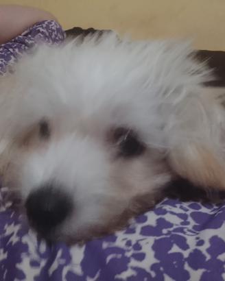 Cucciola di maltese