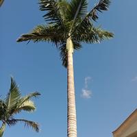 Palma reale 3 alberi 8/10 metri