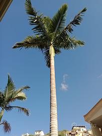 Palma reale 3 alberi 8/10 metri