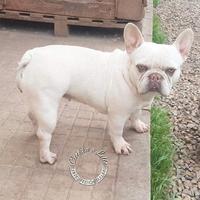 Bulldog francese femmina