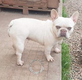 Bulldog francese femmina