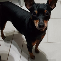 Zwergpinsher/Pinscher nano