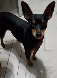 Zwergpinsher/Pinscher nano