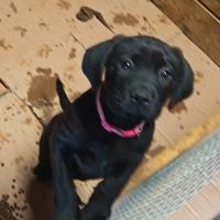 Vendita cuccioli cane corso