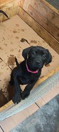 Vendita cuccioli cane corso