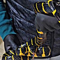 Serpente delle mangrovie