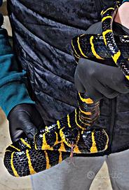 Serpente delle mangrovie