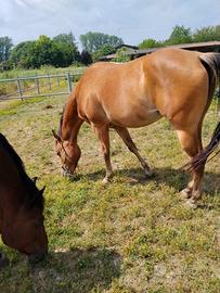 Femmina Appaloosa