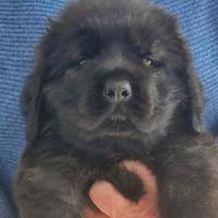 Mastiff