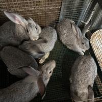 Conigli grigio di carmagnola