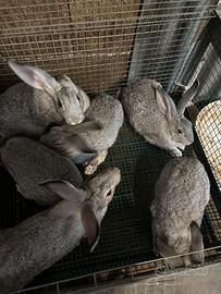 Conigli grigio di carmagnola