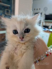Gattino persiano
