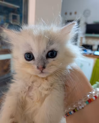 Gattino persiano
