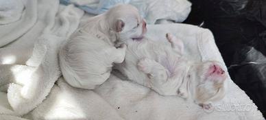 Cucciolata maltesini