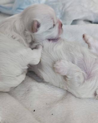 Cucciolata maltesini