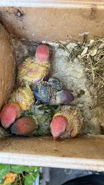 Pulli da imbecco roseicollins