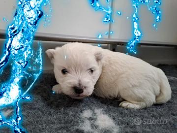 West highland terrier